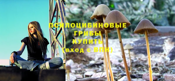 прущие грибы Абаза